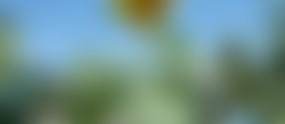 2022ひまわりのせいくらべ