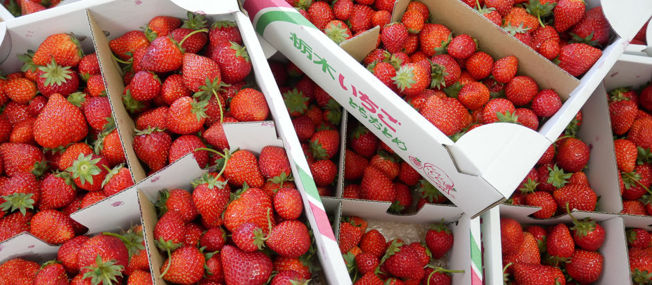 イチゴ狩り