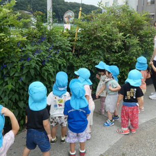 バンビーニ産ブルーベリーでクッキング