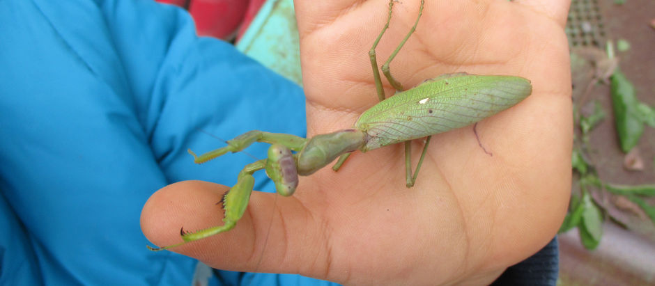 カマキリの救出大作戦！