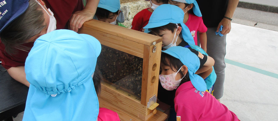 はちみつしぼり体験