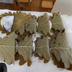 バンビーニバージョン柏餅