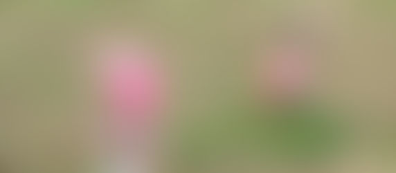 0歳児 秋の散歩