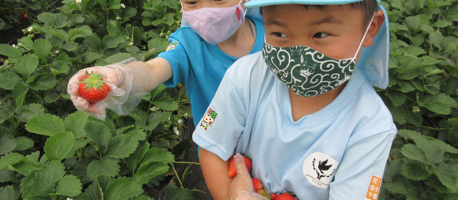 いちご狩り