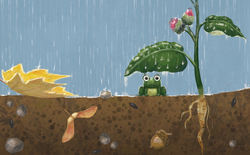 Про жизнь кленового семечка