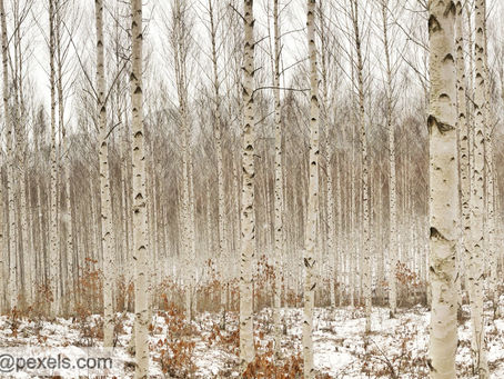 Birch Essential Oil: Back to the Basics