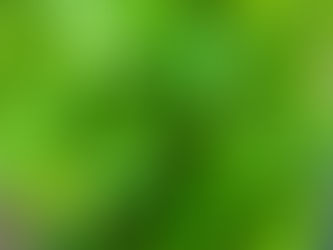 Peppermint Essential Oil: A Fresh Burst