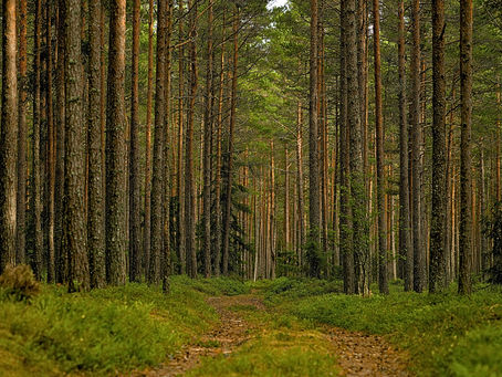 Guaiacwood Essential Oil: The Hidden Gem of the Gran Chaco