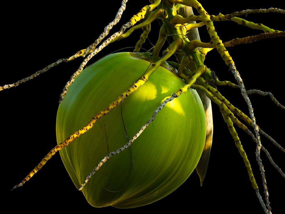 coconut still on the tree