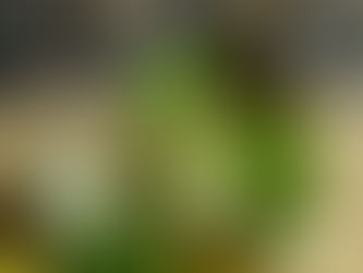 Fennel Essential Oil: Nature’s Digestive Aid