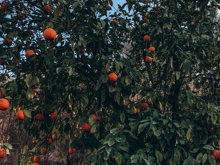 The Essence of Oranges: Exploring Wild Orange Essential Oil