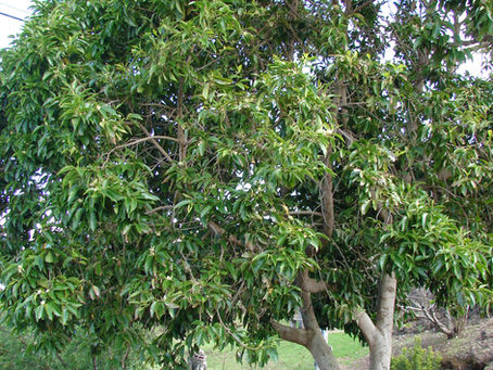 From Petal to Bottle: The Journey of Magnolia Essential Oil