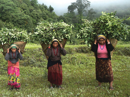 Wintergreen Essential Oil: Pretty--and Stronger--in Pink