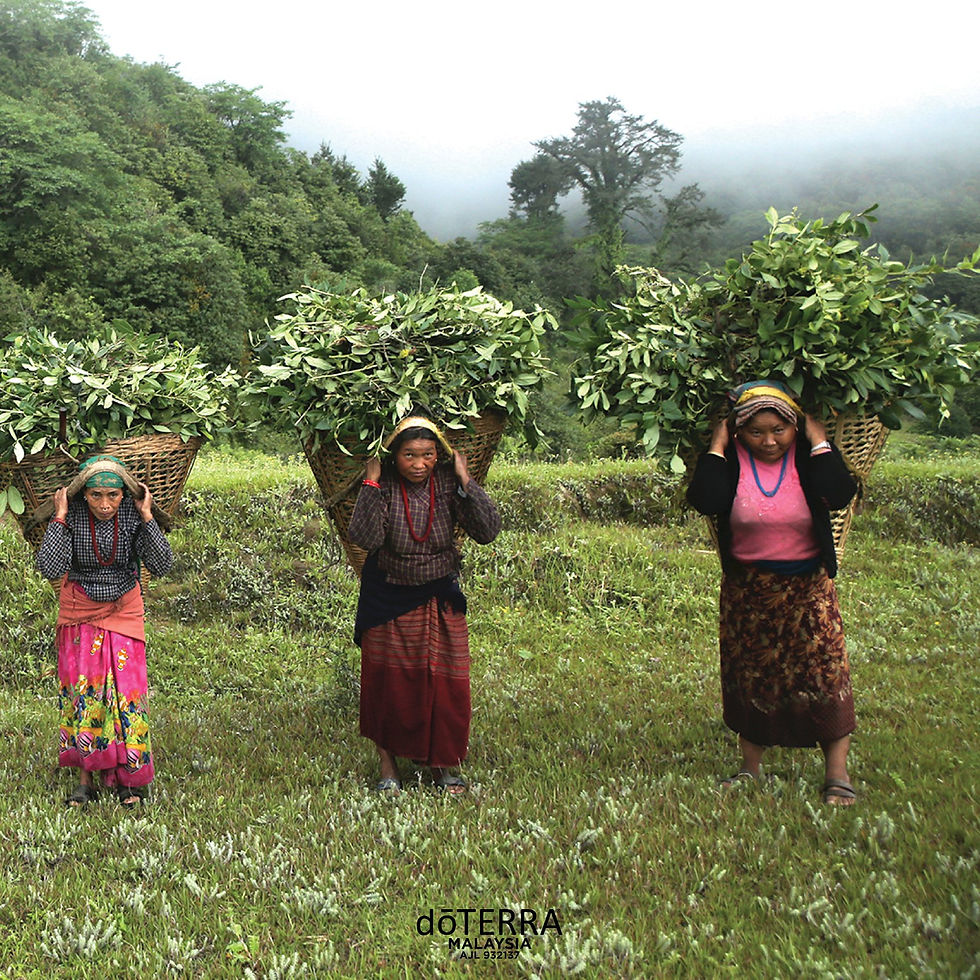 women carrying baskets of wintergreen