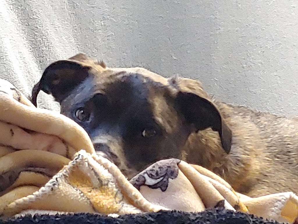 anxiety prevention music for dogs