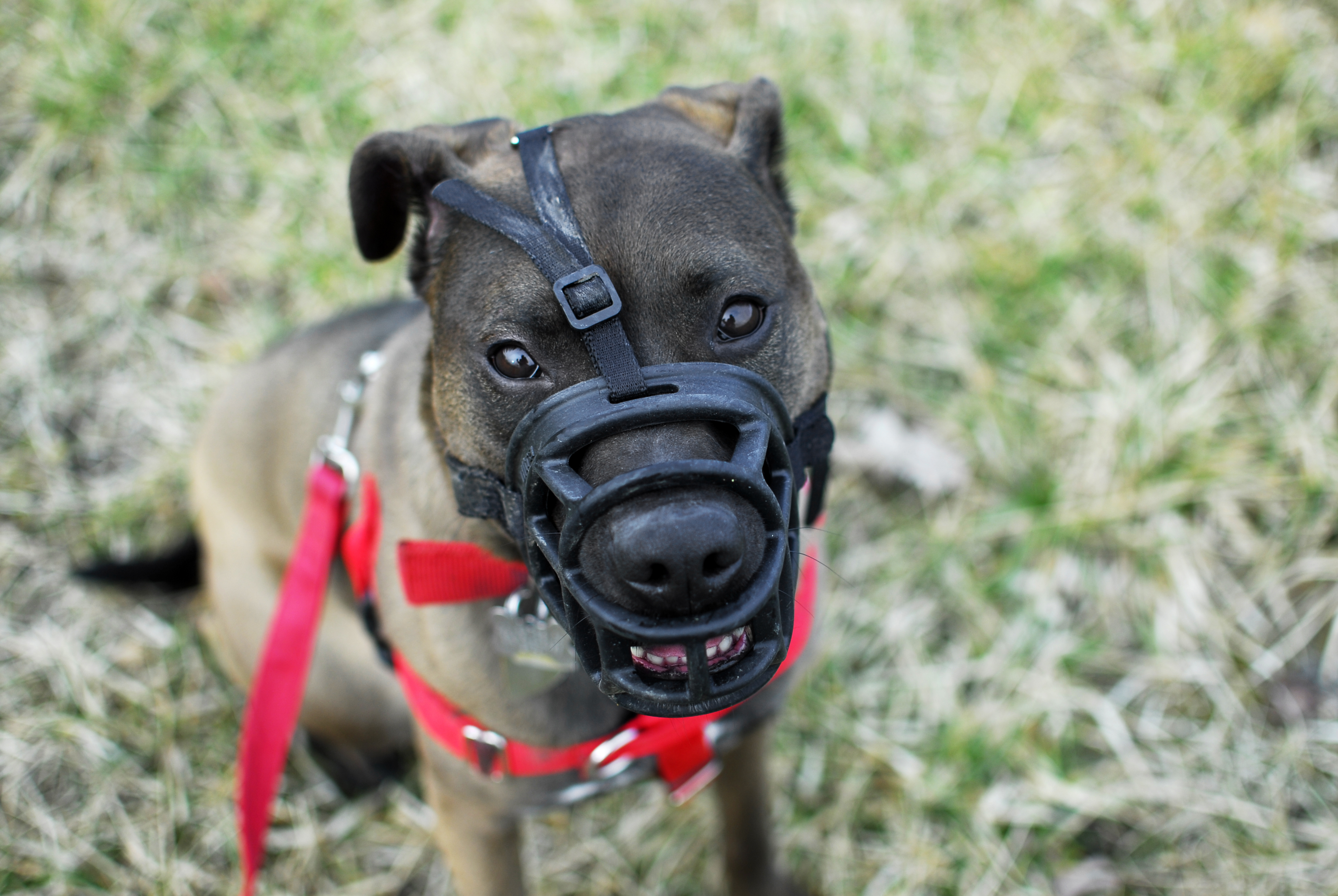 dog trainer for aggressive dogs dog trainer for aggressive dogs