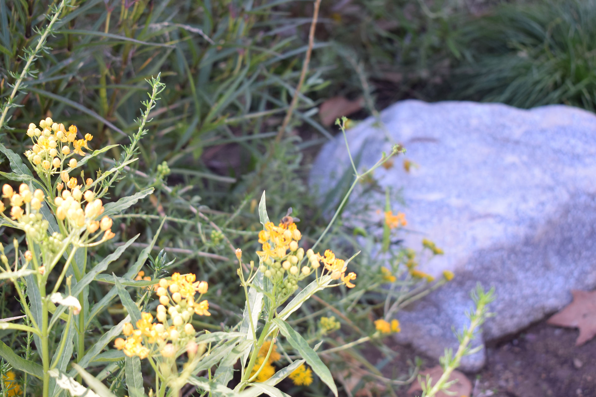  festive flowers