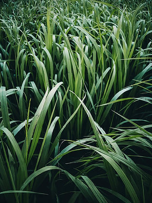 grass.jpg