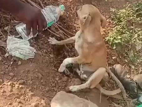 Adorable Puppyโs Recovery Journey!