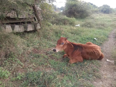 Rescued the calf who was hit by a train