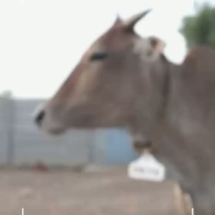 Meet Priya! 🐮