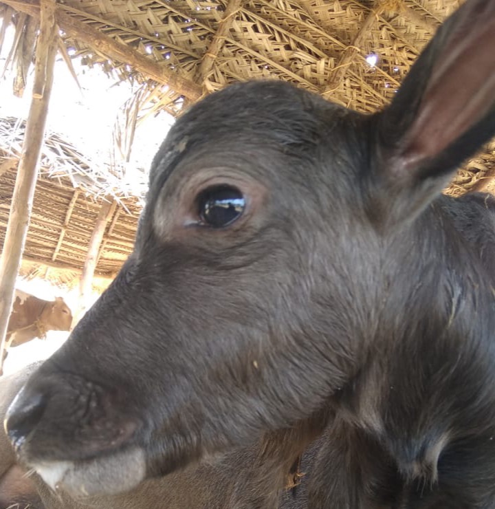 Writer: Almighty Animal Sanctuary Team