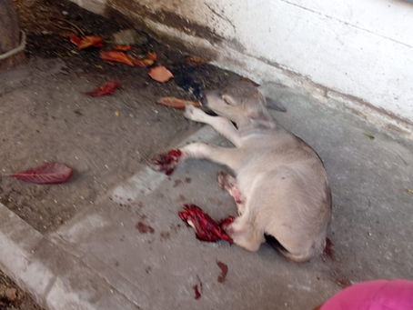 Getting run over by a truck within few hours of being born...