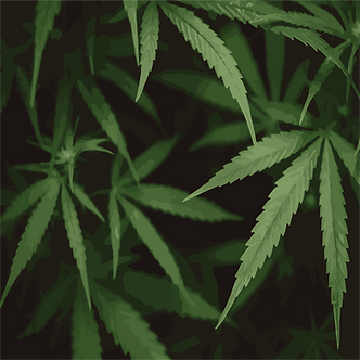 lets budvocate background.png