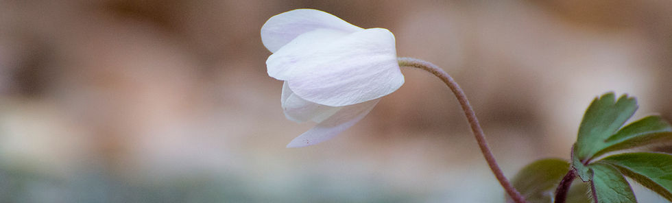 C4_Wood_Anemone.jpg