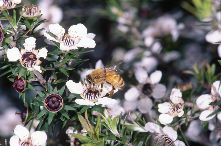 Bee on Manuka Flower.JPG