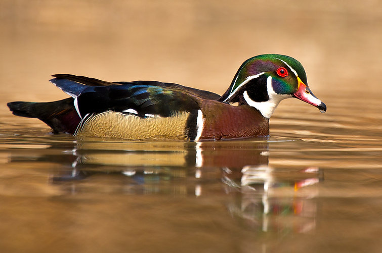 AdobeStock_52218710.jpeg
