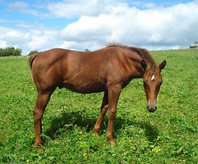 Randier Farm : RF Easyboy Playboog - Quarter Horse