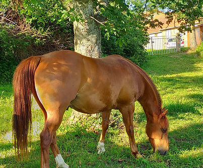 Randier Farm : RF Elplayboy Lynx - Quarter Horse