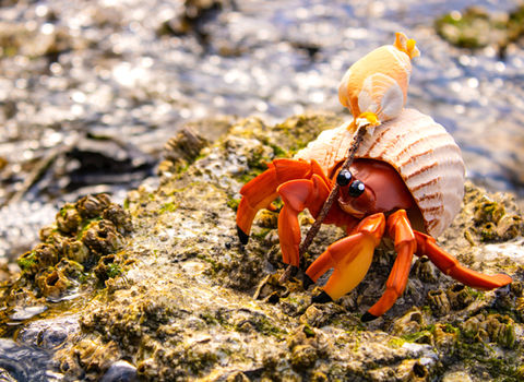 Hermit Crab Self Portrait project