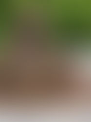 Torte "Alter Sack" zum 50. Geburtstag