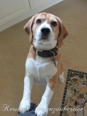 Heute mal: Hundewaffeln