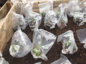 Sprachschüler besuchen die Gartenstunden mit Karl