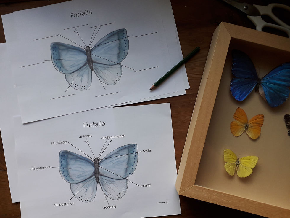 Miniatura: Farfalla / mini studio