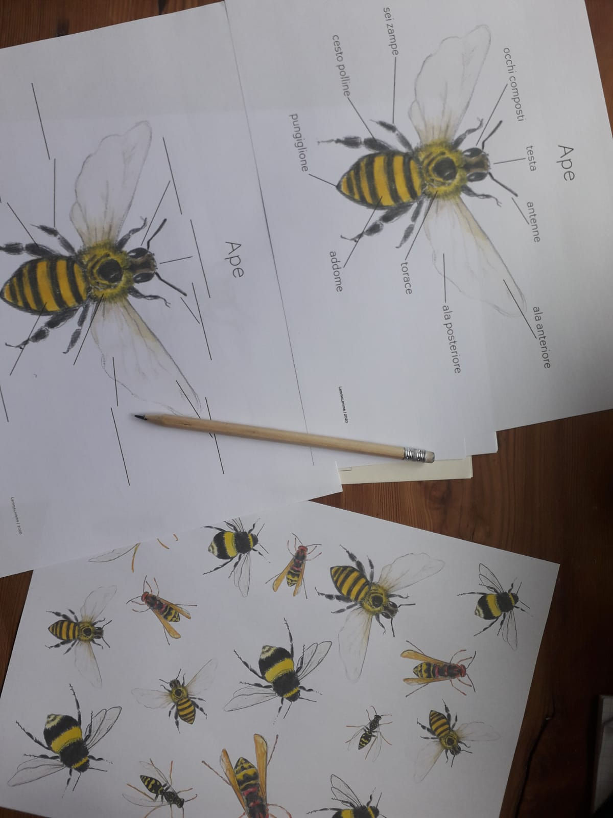 Anatomia Semplice / Api