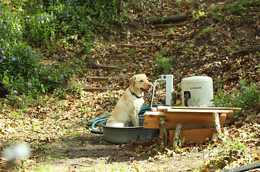 dog in the water