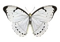 WhiteMorpho.png