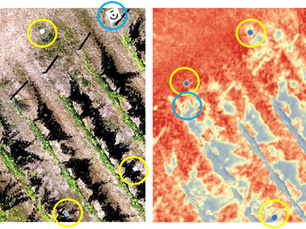 Multispectral drone imaging for crop stress
