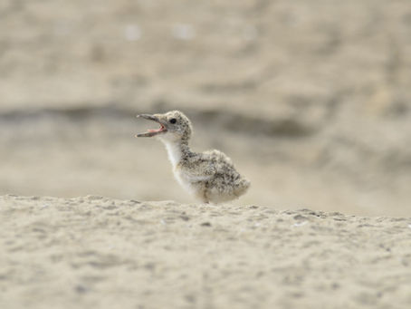 🇬🇧 The Naturalist Guide in the field: Community conservation of turtles and birds at Mamirauá Rese