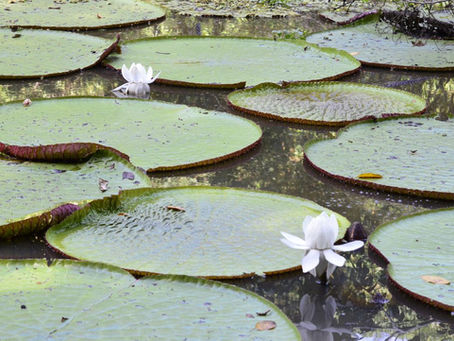 🇬🇧 The Naturalist Guide in the field: The Giant water-lily