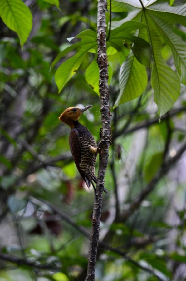 Uakari Lodge | Mamirauá Reserve | Amazon Brazil
