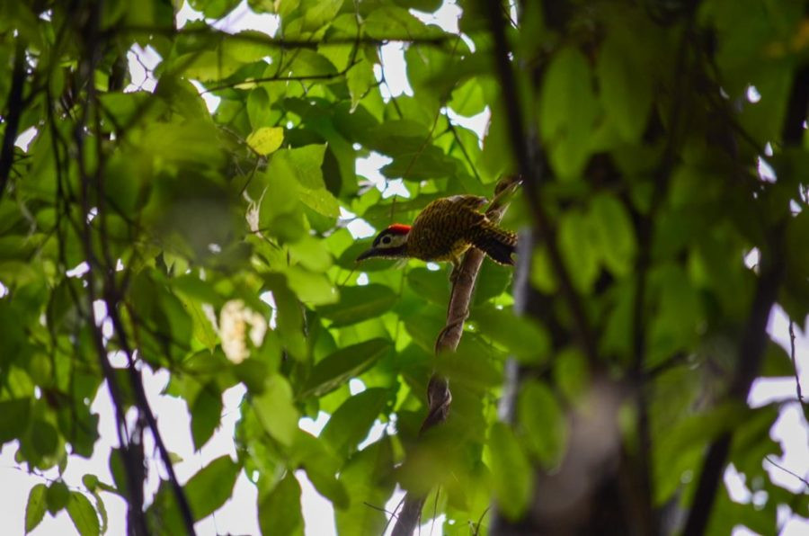 Uakari Lodge | Mamirauá Reserve | Amazon Brazil