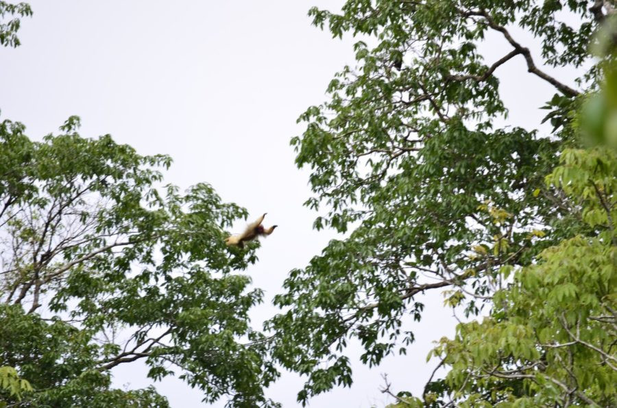Uakari Lodge | Mamirauá Reserve | Amazon Brazil