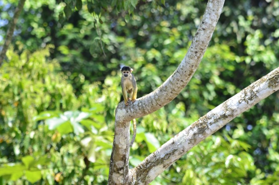 Uakari Lodge | Mamirauá Reserve | Amazon Brazil