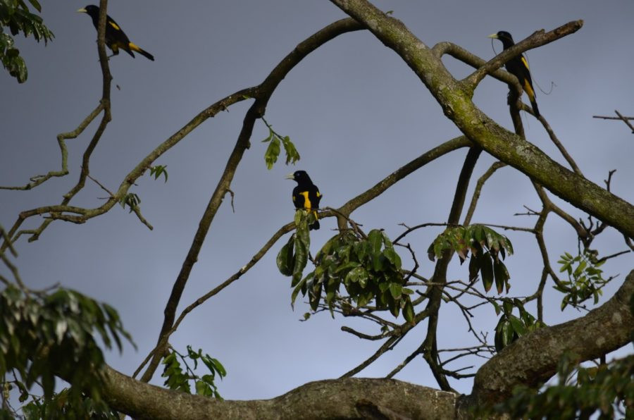 Uakari Lodge | Mamirauá Reserve | Amazon Brazil
