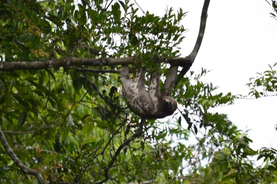 Uakari Lodge | Mamirauá Reserve | Amazon Brazil